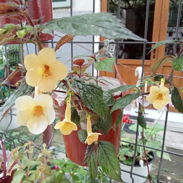  - Yellow Beauty