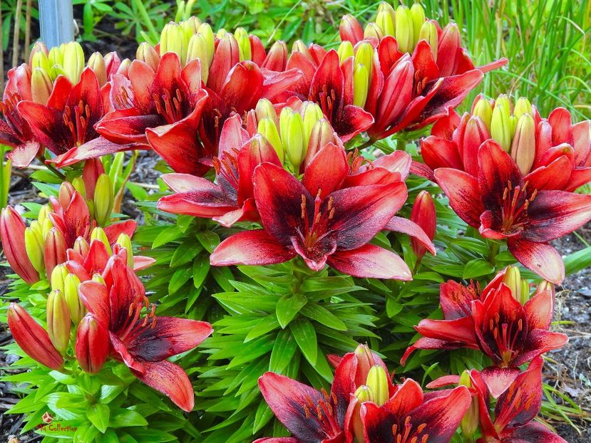 Flowers in Wakefield, QC - E - FLOWERS - Flori