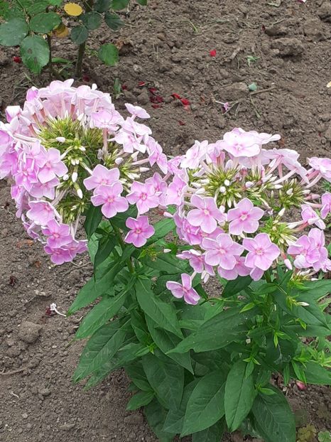 20240702_134027(0) - IUNIE- IULIE 2024