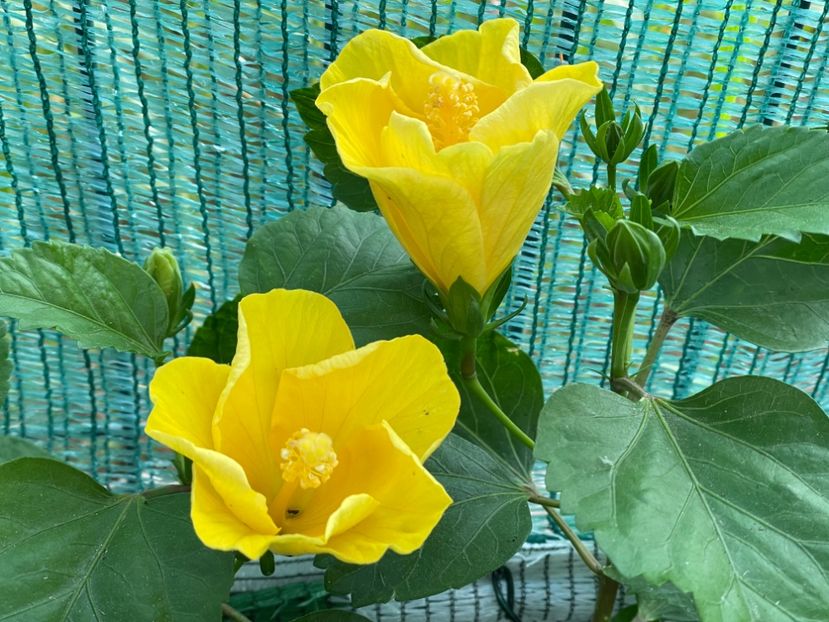  - Clasici - Apricot Dublu și Alb Dublu