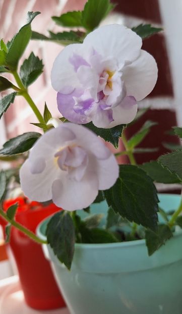 RFs Ice Mist - 15 Achimenes 2024