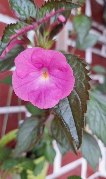 25. BriDs Juna - 15 Achimenes 2024