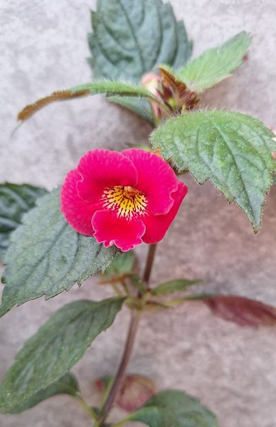 26. Dor - 15 Achimenes 2024