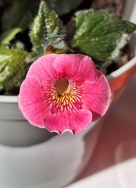 27. Arleta Pink - 15 Achimenes 2024