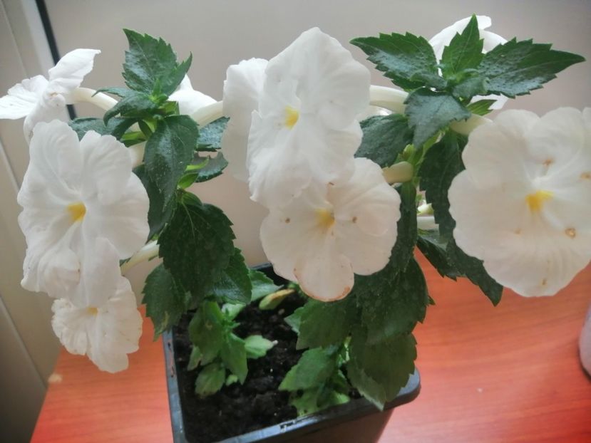  - White Glory