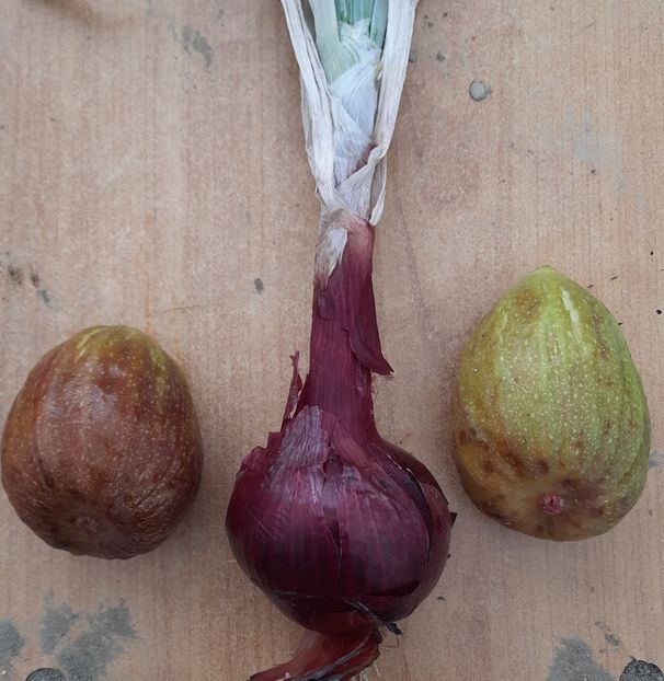 Smochin romanesc - Smochin romanesc