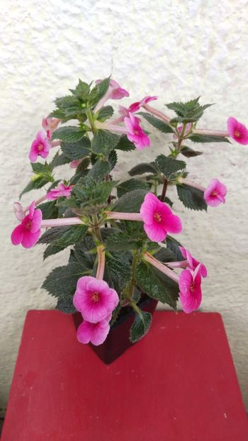 BriD s Ruth - 2024-VERSUS-Candy Shop vs BriD s Ruth