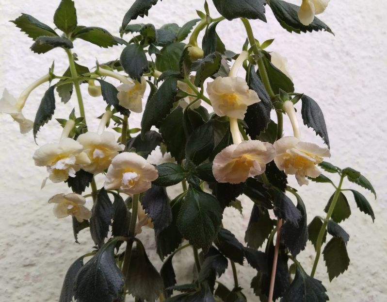  - 2024-Yellow English Rose posibil