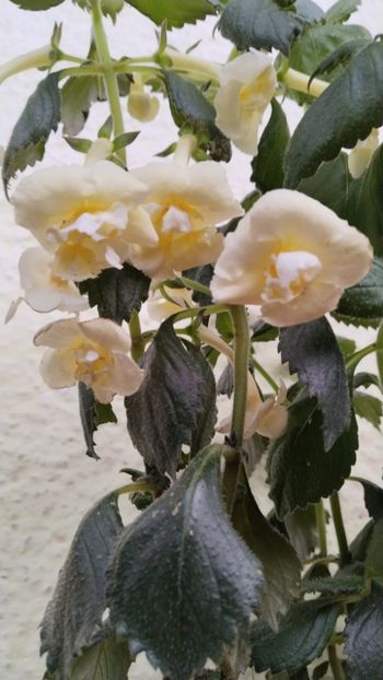  - 2024-Yellow English Rose posibil