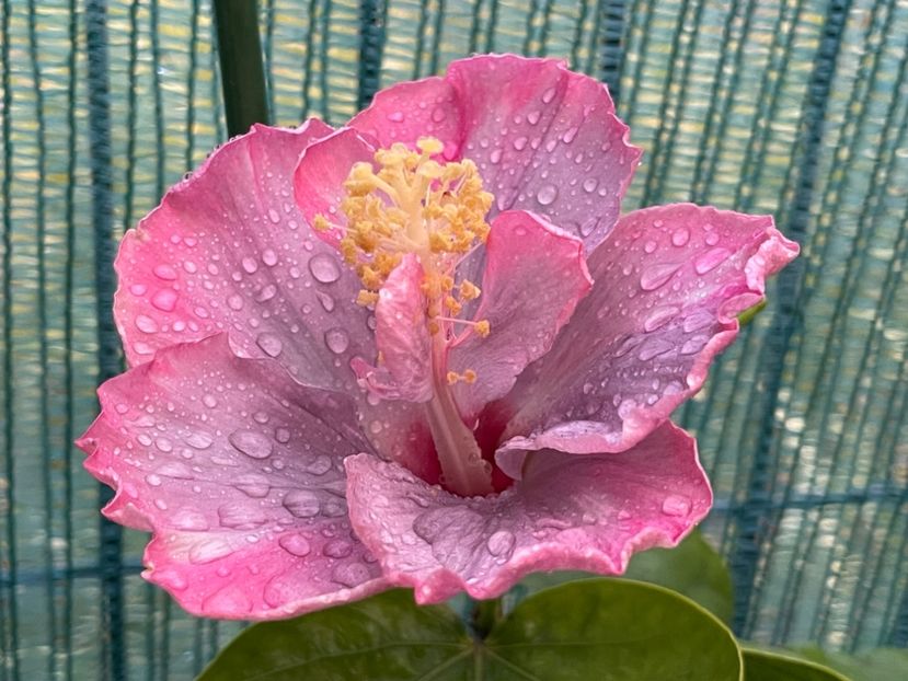  - 001 - Hibiscusi 2024 - 1