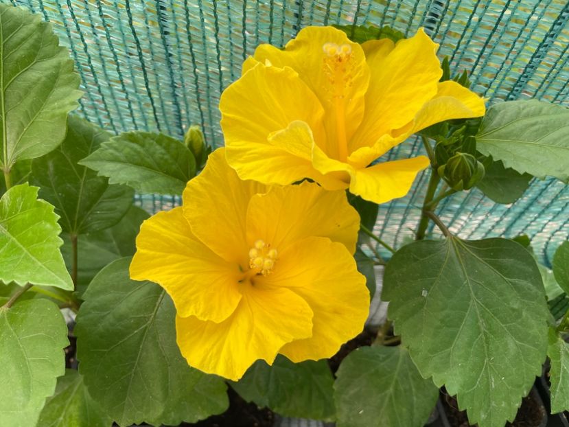  - Clasici - Apricot Dublu și Alb Dublu