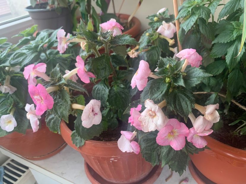 IMG-20240704-WA0003 - SWEET AGONY