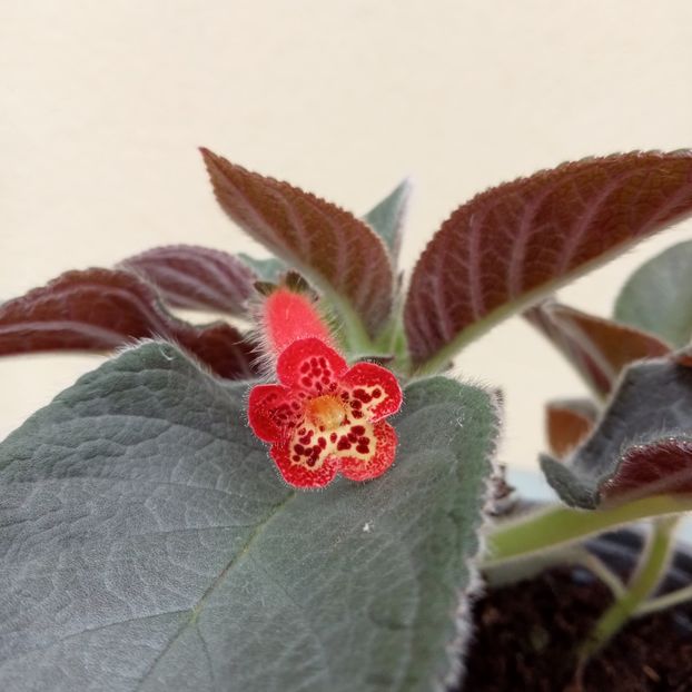 2024 - Kohleria 5 - Snakeskin
