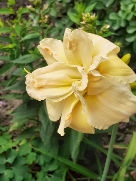 Vanilla Fluff - 0001 HEMEROCALLIS - DELPHINUM