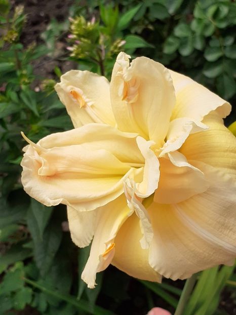 - 0001 HEMEROCALLIS - DELPHINUM