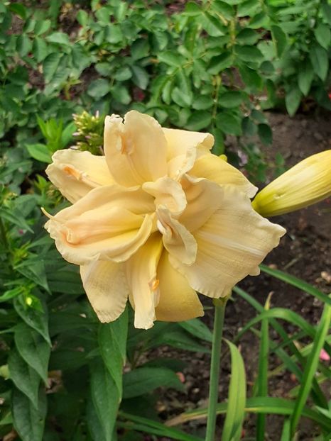  - 0001 HEMEROCALLIS - DELPHINUM