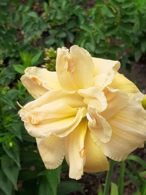  - 0001 HEMEROCALLIS - DELPHINUM