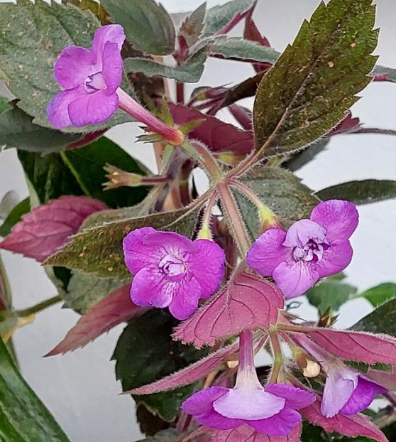  - Violaceea semiplena