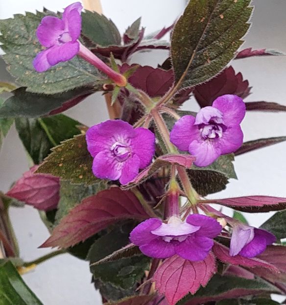  - Violaceea semiplena