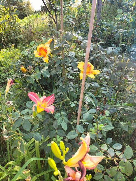 IMG20240704185112 - Iulie 2024