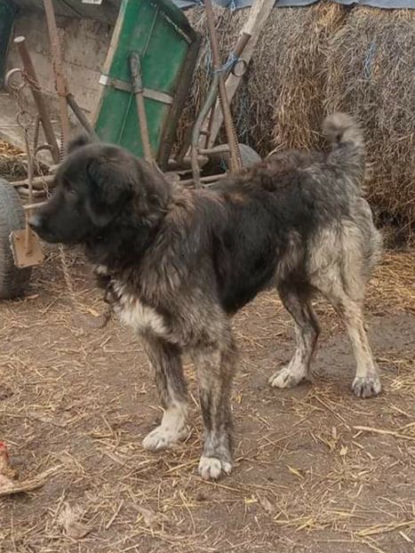  - Ciobanesc Carpatin