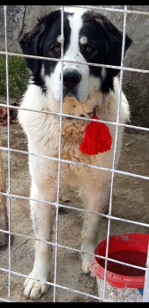 Screenshot_20230419-105404_Gallery - Ciobanesc Romanesc De Bucovina