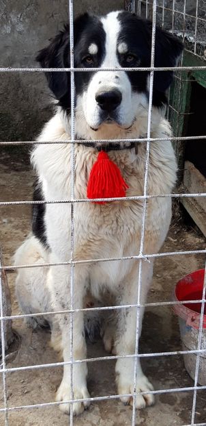 Screenshot_20230419-105345_Gallery - Ciobanesc Romanesc De Bucovina