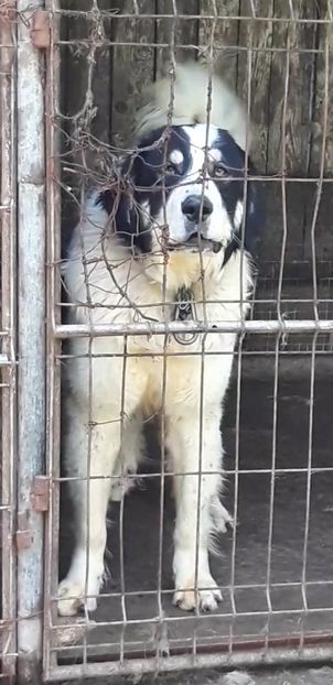 Screenshot_20240521-110623_Video Player - Ciobanesc Romanesc De Bucovina