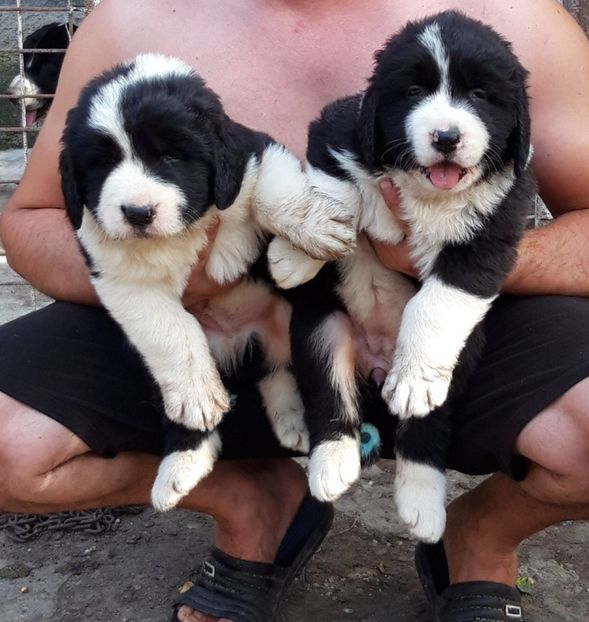  - Pui ciobanesc de bucovina