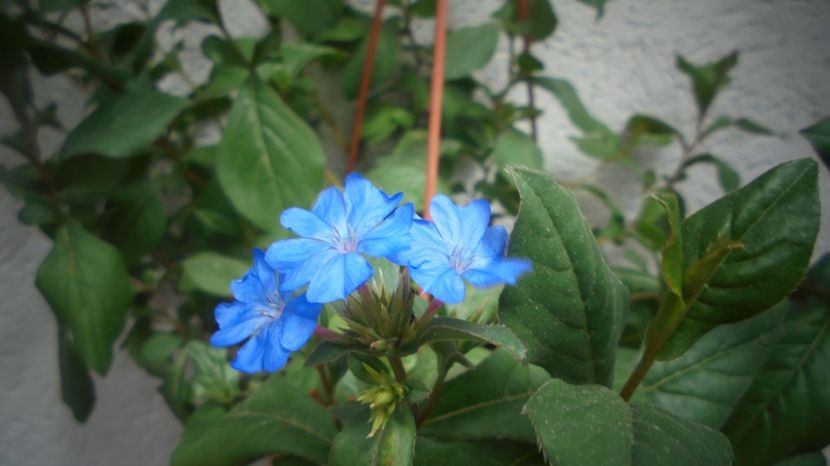 Ceratostigma plumbaginoides - 2024