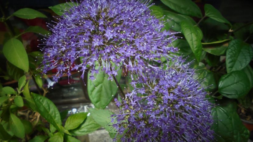 Trachelium caeruleum greu de...prezentat! - 2024