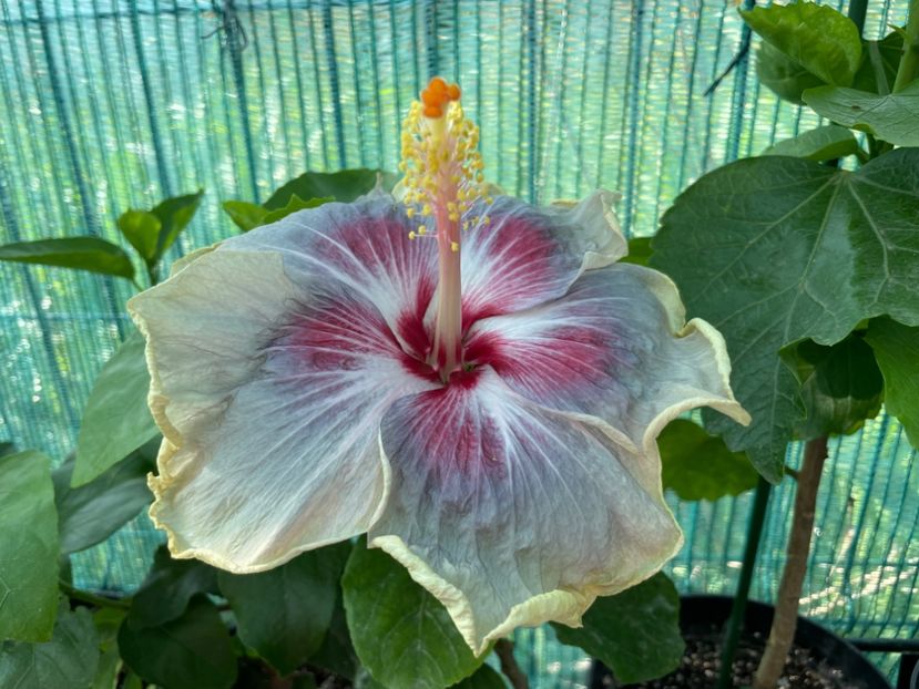  - 001 - Hibiscusi 2024 - 1