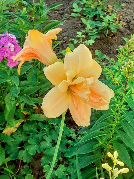20240705_064323~2 - 0001 HEMEROCALLIS - DELPHINUM