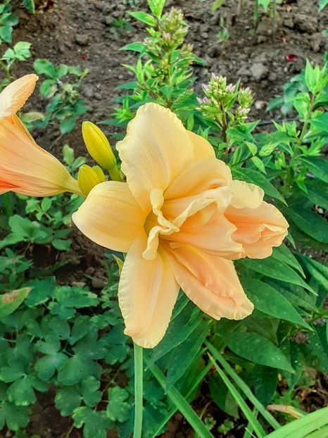 20240705_064252~2 - 0001 HEMEROCALLIS - DELPHINUM