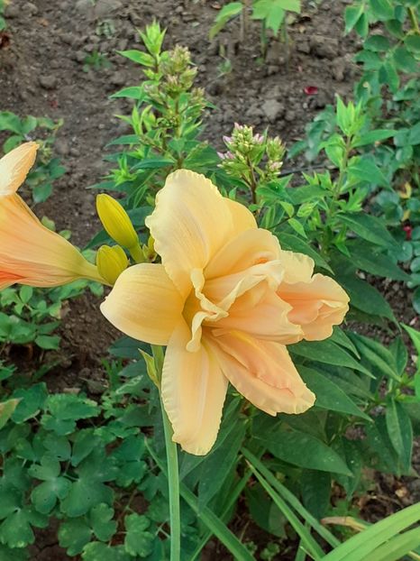  - 0001 HEMEROCALLIS - DELPHINUM