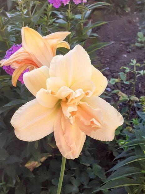 20240705_064214~3 - 0001 HEMEROCALLIS - DELPHINUM