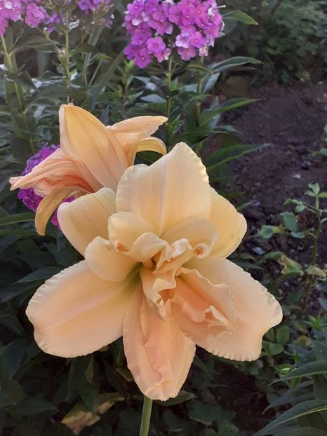 - 0001 HEMEROCALLIS - DELPHINUM