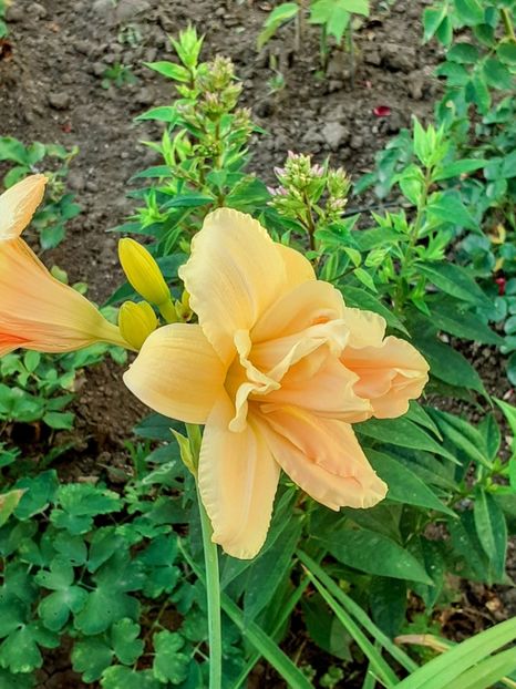 20240705_064250~2 - 0001 HEMEROCALLIS - DELPHINUM