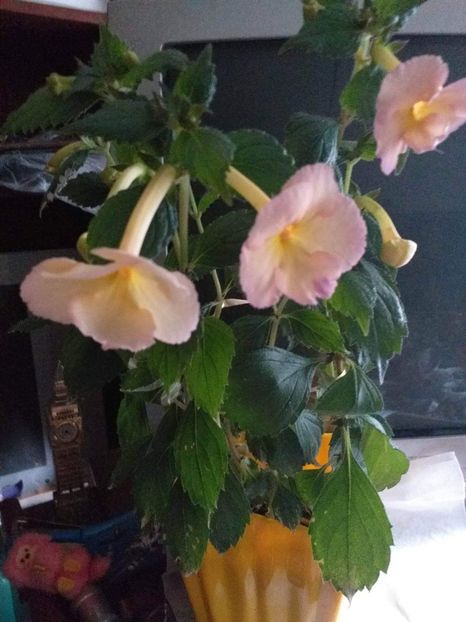 Messenger_creation_bd4158cd-fb26-486b-a4f0-8a6c0065823f - ACHIMENES