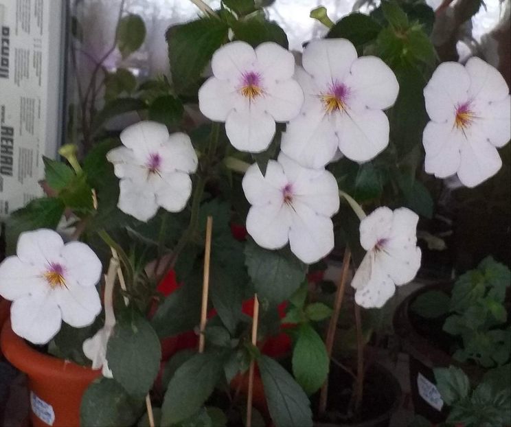 Messenger_creation_a43e88e1-ba37-4a7d-b370-4c87ce20cc93 - ACHIMENES