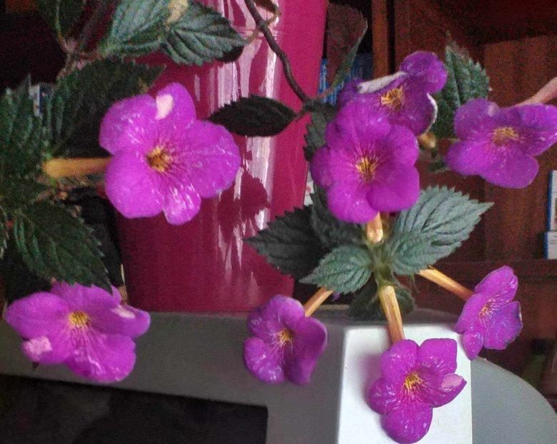 Messenger_creation_441d94b6-c018-43c9-9f4c-5bb3b3eaa168 - ACHIMENES