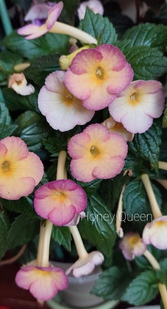 Messenger_creation_7be60fbc-9ca8-465b-abf4-3a58785f99a2 - ACHIMENES