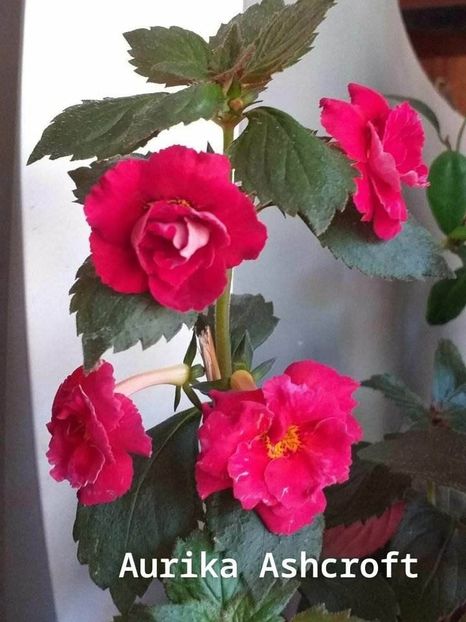 Messenger_creation_302af8dd-07de-4cf2-9a49-3fc8c6e559fe - ACHIMENES