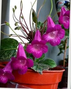 Messenger_creation_a798af6f-9caa-47fa-afa8-d65fd67c5658 - ACHIMENES