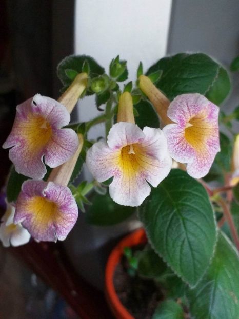 received_861370251758534 - ACHIMENES