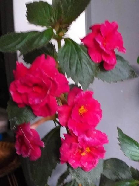 received_1283459899184718 - ACHIMENES