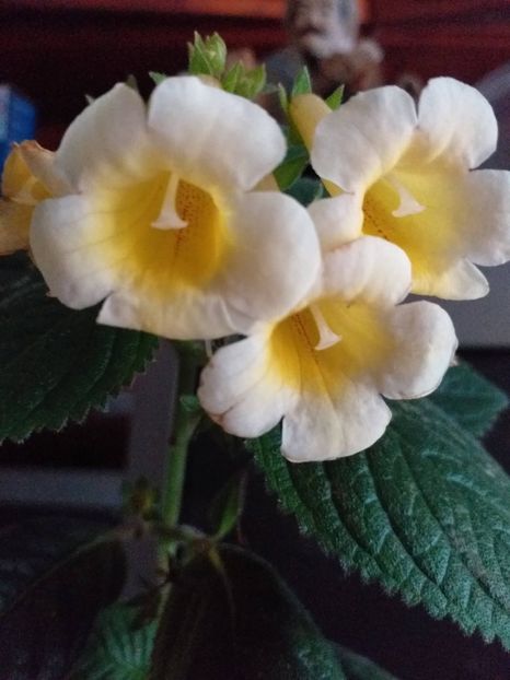 df2e976b-59f1-45ed-bf59-7c845f67be3corca_share_media - ACHIMENES