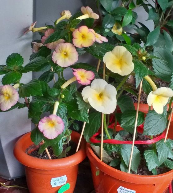 bddb04c1-b42c-42f8-beb2-2e345e38c16dorca_share_media - ACHIMENES