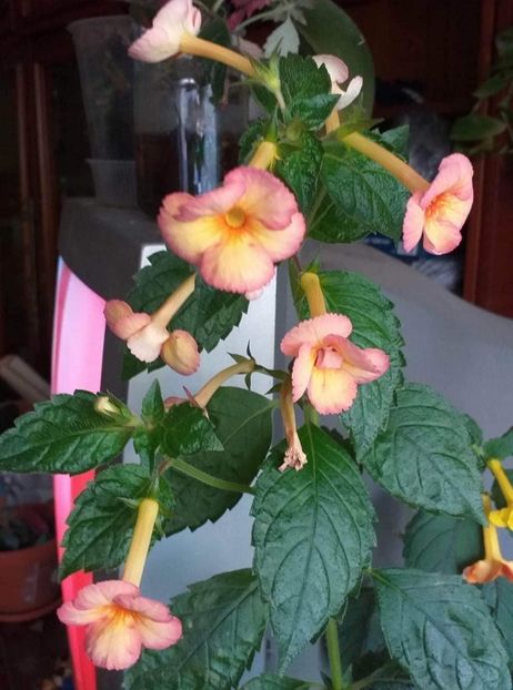 received_940294816917865 - ACHIMENES