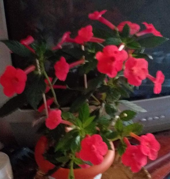 received_1176629113220957 - ACHIMENES